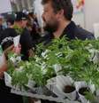 A regulmentação do mercado da cannabis é uma tendência na Europa  Foto: Getty Images / BBC News Brasil