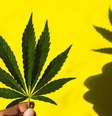 Mão de mulher segurando folha de maconha  Foto: Getty Images / BBC News Brasil