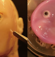  Foto: Takeuchi et al, 2024/Science / Canaltech