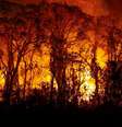 Os incêndios no Pantanal atingiram um nível sem precedentes em 2024 e com danos já superiores a 2020; o desastre ameaça a biodiversidade  Foto: Joédson Alves / Agência Brasil / Perfil Brasil