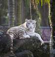 Adeus, tigre branco: zoológico do Beto Carrero foi fechado e espécies estão sendo transferidas  Foto: Divulgação/Divulgação / Viagem e Turismo