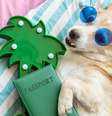 Saiba como cuidar dos pets nas férias  Foto: Shutterstock / Alto Astral