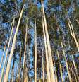Imagem mostra floresta com vários eucaliptos.  Foto: Rcandre/Wikimedia Commons / Flipar