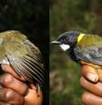 Ave-de-cabeça-ruiva (Aleadryas rufinucha) e assobiador-regente (Pachycephala schlegelii)   Foto: Reprodução/New Guinea Birds