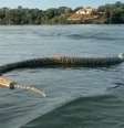 Cobra gigante morta é vista durante passeio de barco: 'Para quem gosta de banhar no lago  Foto: Reprodução/Redes Sociais 