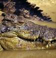 O Território do Norte australiano abriga mais crocodilos-de-água-salgada do que qualquer outro lugar do mundo  Foto: Getty Images / BBC News Brasil