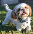 Shih tzu é uma das raças favoritas entre os brasileiros  Foto: Brenda Areli55 | Shutterstock / Portal EdiCase