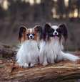 Raças de cachorros pequenos encantam por seu tamanho e fofura  Foto: Nikaletto | Shutterstock / Portal EdiCase
