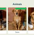 Site "Adoters" disponibiliza fotos dos pets resgatados no RS que podem ser adotados  Foto: Reprodução/Instituto Ampara Animal
