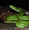Trimeresurus cyanolabris  Foto: Nick Poyarkov/Universidade Estatal de Moscou