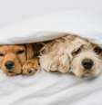 O contágio emocional entre humanos e caninos vem de séculos de reprodução seletiva, sugere uma comparação com porcos de estimação  Foto: Shutterstock / Alto Astral