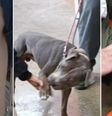 Criança de 2 anos é atacada por pitbull em supermercado de Santos  Foto: Reprodução/Redes Sociais 