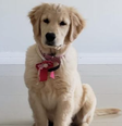 Tutores da golden retriever Gaia acusam a empresa responsável pelo traslado, a  Moovipet, de negligência   Foto: Reprodução/Redes Sociais 
