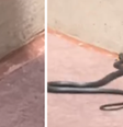 Influencer de viagem brasileiro encontra cobra em parque da Disney  Foto: Montagem/Reprodução