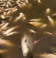 Milhares de peixes apareceram mortos em trecho do Rio Piracicaba, no interior de São Paulo  Foto: Arquivo Pessoal