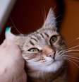 Gato de pelo curto brasileiro é considerado a única raça nacional existente  Foto: Svetlana Satsiuk | Shutterstock / Portal EdiCase