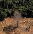 Período de estiagem na Amazônia se estendeu, ao mesmo tempo em que a estação seca se adiantou  Foto: Amanda Perobelli/Reuters / BBC News Brasil