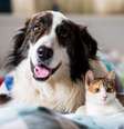 O conhecimento em primeiros socorros dos tutores pode salvar vidas até a chegada de ajuda profissional em casos de acidentes com pets  Foto: Melinda Nagy | Shutterstock / Portal EdiCase
