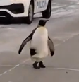 Pinguim é visto caminhando pelas ruas de cidade argentina  Foto: Reprodução/MetSul