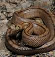 Cobra-de-escada  Foto: Benny Trapp wikimedia commons / Flipar