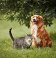 Adotar pets é um ato de amor que exige cuidados para garantir a saúde e o bem-estar deles  Foto: Jaromir Chalabala | Shutterstock / Portal EdiCase