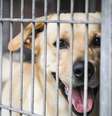 Lei que permite venda de cães e gatos só a partir dos 4 meses é sancionada com vetos em SP.  Foto: Reprodução/Getty Images