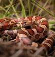 As cobras são fascinantes e podem ser uma opção de animal de estimação  Foto: Radiant Reptilia | Shutterstock / Portal EdiCase