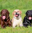 O labrador retriever é uma das raças de cachorro mais populares do mundo  Foto: Rosa Jay | Shutterstock / Portal EdiCase