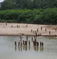 Indígenas não contactados do povo Mashco Piro são vistos na Amazônia peruana em região com madeireiras  Foto: Survival International/Divulgação via REUTERS