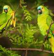 Os papagaios são animais que chamam atenção pela beleza e inteligência  Foto: Ondrej Prosicky | Shutterstock / Portal EdiCase