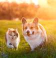 Os cães e os gatos também podem adquirir doenças que colocam sua saúde em risco  Foto: Bachkova Natalia | Shutterstock / Portal EdiCase