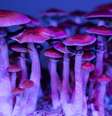 Evidência empírica quanto à eficácia e os mecanismos de funcionamento da terapia psicodélica está longe de ser clara, diz pesquisador da Universidade de Leiden  Foto: Getty Images / BBC News Brasil
