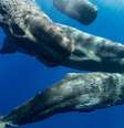 A comunicação entre cachalotes pode apresentar estruturas similares às da linguagem humana  Foto: Amanda Cotton/Projeto CETI / BBC News Brasil