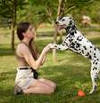 Fazer atividades com os pets nas férias cria memórias especiais e aumenta o vínculo com eles  Foto: sergey kolesnikov | Shutterstock / Portal EdiCase