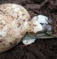 Crocodilos siameses são uma espécie em extinção  Foto: Bros Pov/Fauna & Flora / BBC News Brasil