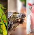 Além das características de cada espécie, a longevidade dos animais é um reflexo do cuidado dos tutores  Foto: Ondrej Prosicky, Alla08 e Gatot Adri | Shutterstock / Portal EdiCase