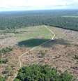AGU bloqueia R$ 292 milhões em bens de pecuarista por desmatar e queimar a Floresta Amazônica  Foto: Reprodução/IBAMA