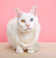 Raças de gatos menos comuns podem surpreender e encantar  Foto: Sheila Fitzgerald | Shutterstock / Portal EdiCase