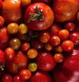 Veja quais são os tipos de tomates e seus benefícios  Foto: Freepik/Divulgação / Boa Forma