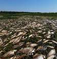 Uma força-tarefa comandada pela prefeitura de Piracicaba iniciou a retirada dos peixes mortos na região do Tanquã, no Rio Piracicaba.  Foto: Cecom/Prefeitura de Piracicaba/Divulgação / Estadão