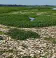 Pantanal Paulista enfrenta morte em massa de peixes; entenda  Foto: Reprodução/EPTV 