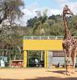 Diversos recintos do Zoo, como o das girafas, ganharam murais de grafite personalizados.  Foto: Felipe Rau/Estadão / Estadão