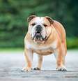 O buldogue inglês passou por transformações para se tornar um companheiro afetuoso e leal  Foto: Rita_Kochmarjova | Shutterstock / Portal EdiCase