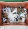 Mais de 60 filhotes de cães foram apreendidos durante operação contra venda ilegal de animais.  Foto: Secretaria de Segurança Pública de São Paulo/Divulgação / Estadão