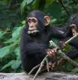 Chimpanzés usam gestos para se comunicarem  Foto: Cat Hobaiter / BBC News Brasil