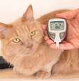 Diabetes também pode afetar os pets e, se não tratada, causa complicações graves  Foto: Yaya Photos | Shutterstock / Portal EdiCase