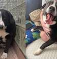 Max em momentos dintintos: no abrigo e quando foi novamente adotado (dir.)  Foto: Reprodução Pennsylvania SPCA / Perfil Brasil