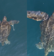 Tartaruga-de-couro está em risco de extinção  Foto: Reprodução/Instagram/@rafa.mesquita