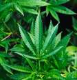 Óleo de canabidiol é feito a partir da cannabis sativa  Foto: Unsplash / Unsplash