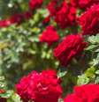 Tenha essas plantas na sua casa  Foto: Shutterstock / João Bidu